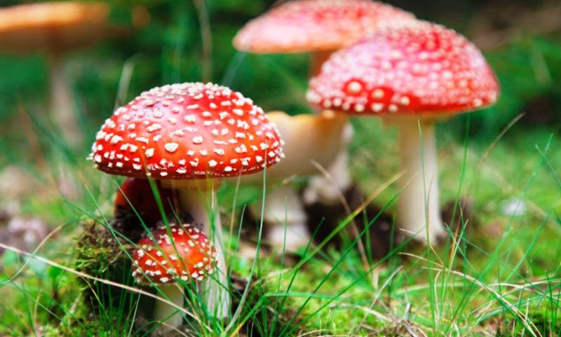 विषालु च्याउ खाँदा १२ जना बिरामी   